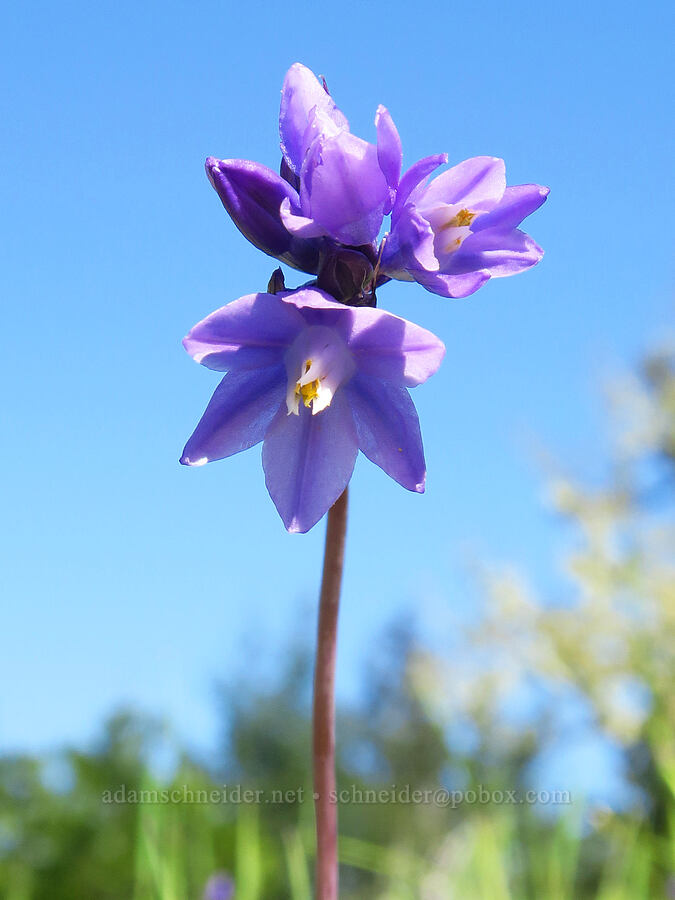 blue dicks (Dipterostemon capitatus (Dichelostemma capitatum)) [North Bank Habitat Management Area, Douglas County, Oregon]