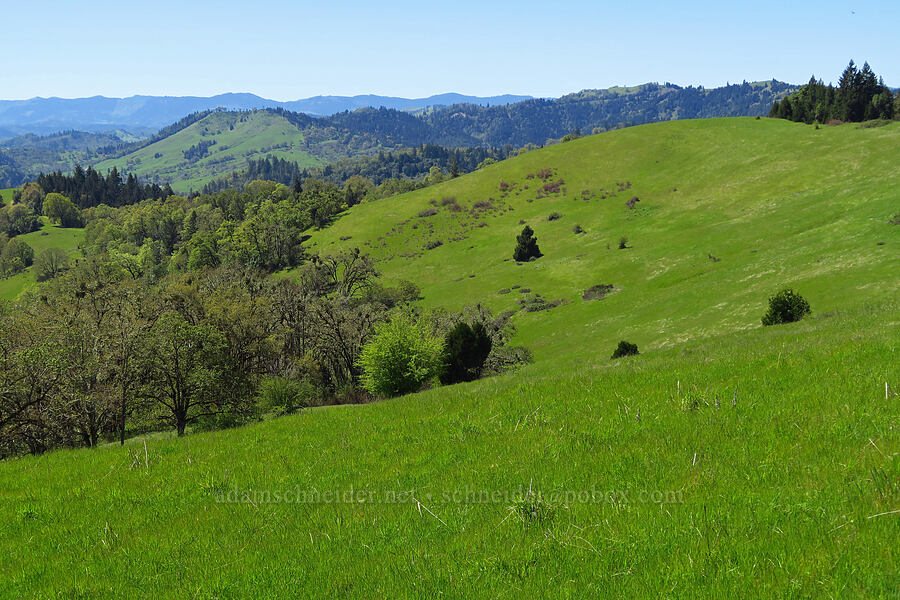 view to the west [North Bank Habitat Management Area, Douglas County, Oregon]