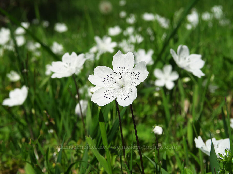 white baby-blue-eyes (Nemophila menziesii var. atomaria) [North Bank Habitat Management Area, Douglas County, Oregon]