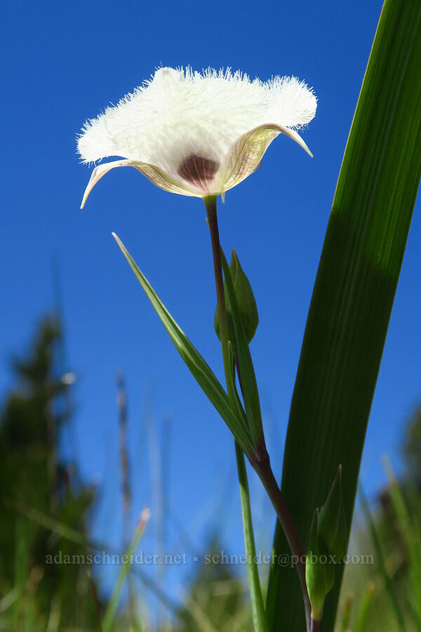 Tolmie's mariposa lily (Calochortus tolmiei) [North Bank Habitat Management Area, Douglas County, Oregon]