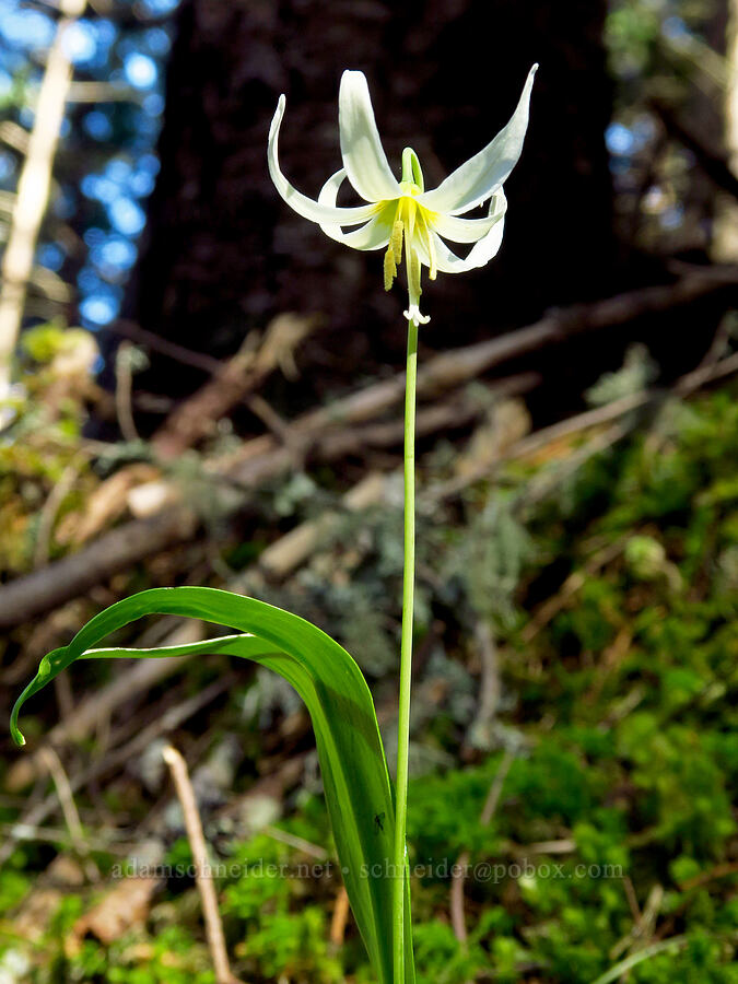 Oregon fawn lily (Erythronium oregonum) [North Bank Habitat Management Area, Douglas County, Oregon]