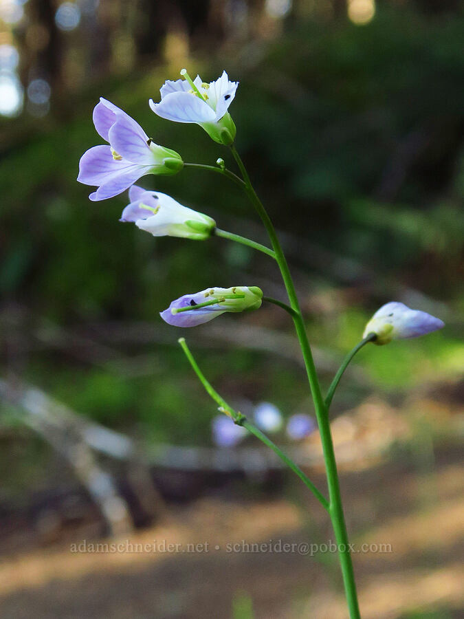 oaks toothwort (Cardamine nuttallii) [North Bank Habitat Management Area, Douglas County, Oregon]