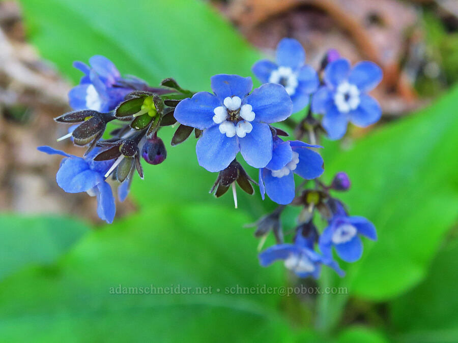 great hound's-tongue (Adelinia grandis (Cynoglossum grande)) [North Bank Habitat Management Area, Douglas County, Oregon]