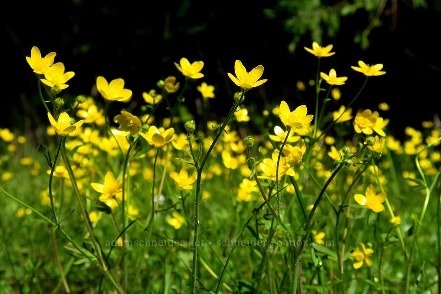 western buttercups (Ranunculus occidentalis) [North Bank Habitat Management Area, Douglas County, Oregon]