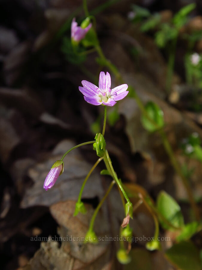 candy-flower (Claytonia sibirica (Montia sibirica)) [North Bank Habitat Management Area, Douglas County, Oregon]