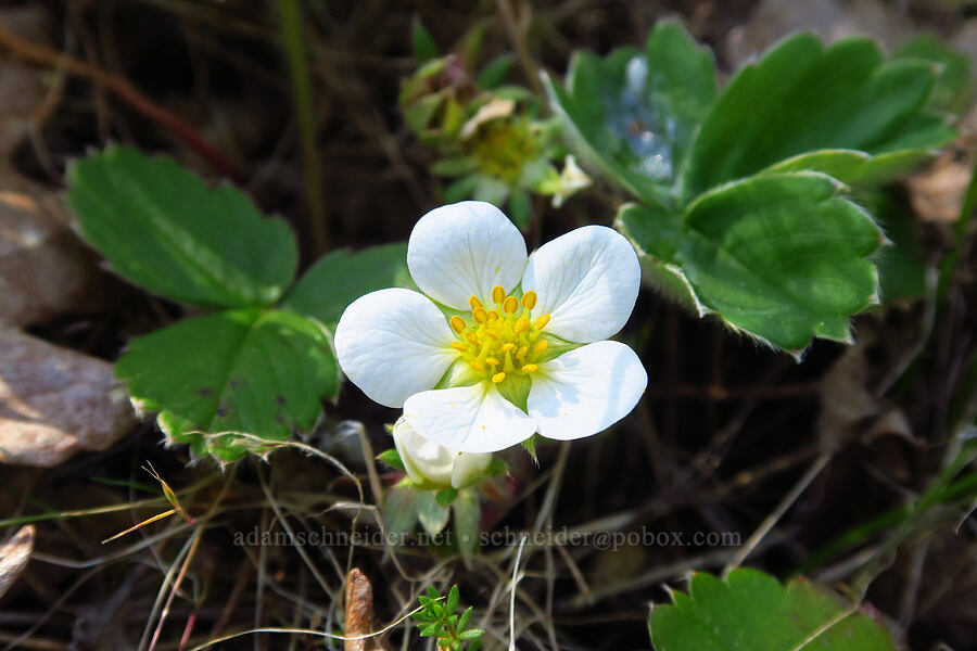 wild strawberry (Fragaria virginiana) [North Bank Habitat Management Area, Douglas County, Oregon]