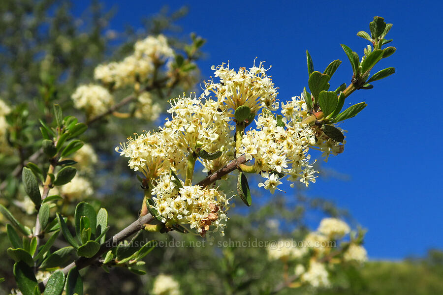 buck-brush (Ceanothus cuneatus) [North Bank Road, Douglas County, Oregon]