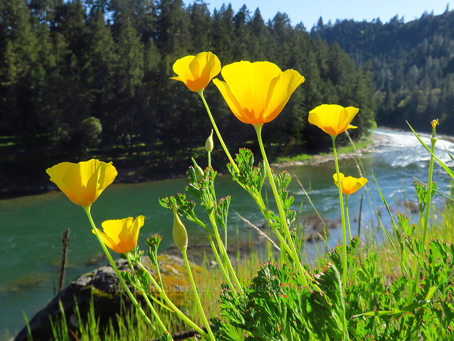 California poppies (Eschscholzia californica) [North Bank Road, Douglas County, Oregon]