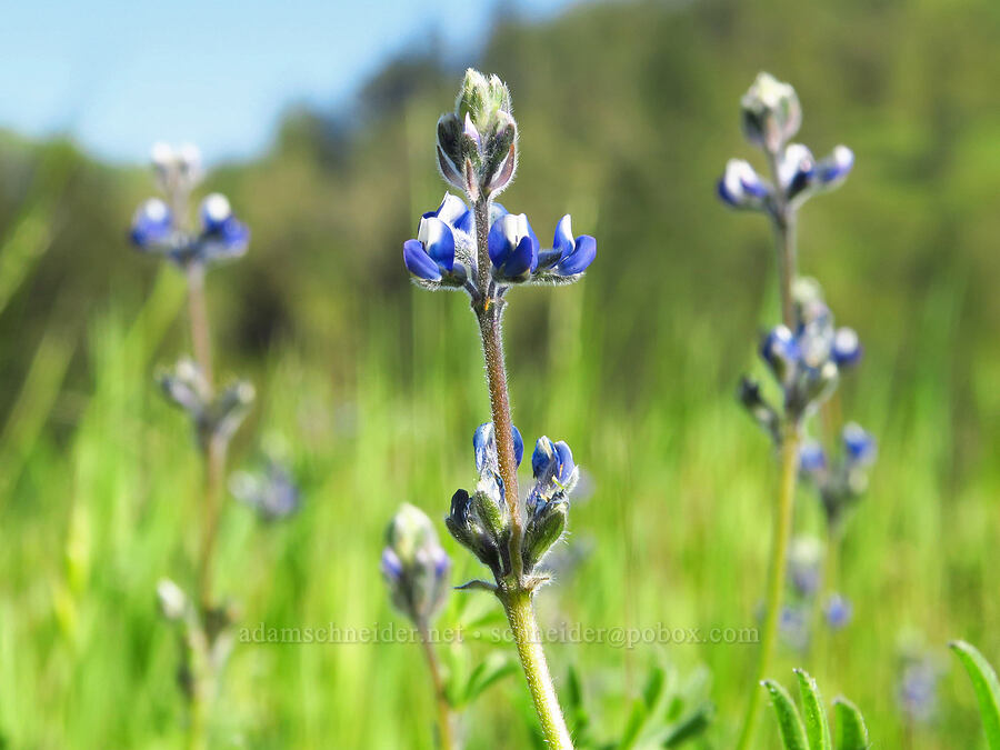 miniature lupines (Lupinus bicolor (Lupinus micranthus var. bicolor)) [North Bank Road, Douglas County, Oregon]