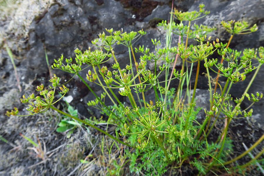 Hall's desert parsley, going to seed (Lomatium hallii) [North Bank Road, Douglas County, Oregon]