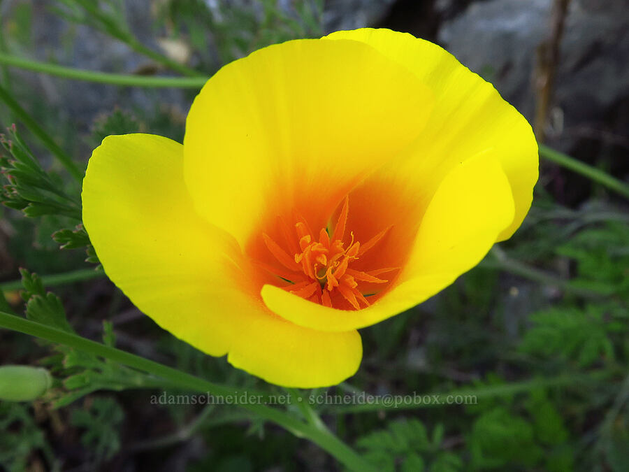 California poppy (Eschscholzia californica) [North Bank Road, Douglas County, Oregon]