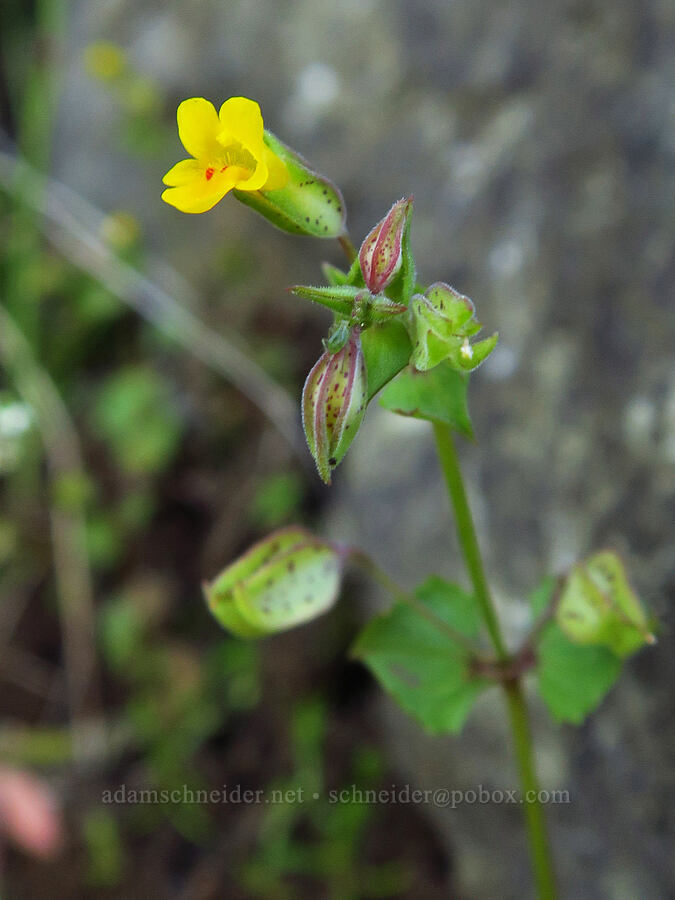 Sooke monkeyflower (Erythranthe sookensis (Mimulus sookensis)) [North Bank Road, Douglas County, Oregon]