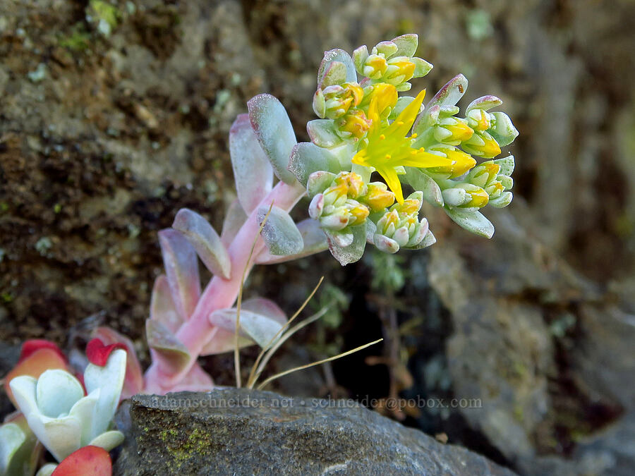 broad-leaf stonecrop (Sedum spathulifolium) [North Bank Road, Douglas County, Oregon]