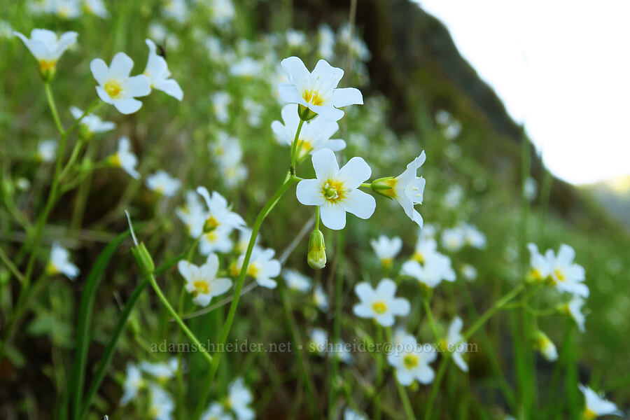 California mist-maidens (Romanzoffia californica) [North Bank Road, Douglas County, Oregon]