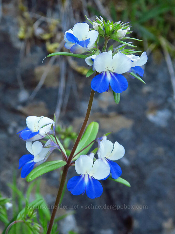 large-flowered blue-eyed-mary (Collinsia grandiflora) [North Bank Road, Douglas County, Oregon]