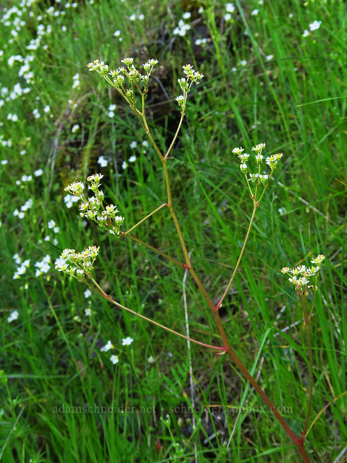 California saxifrage (Micranthes californica (Saxifraga californica)) [North Bank Road, Douglas County, Oregon]