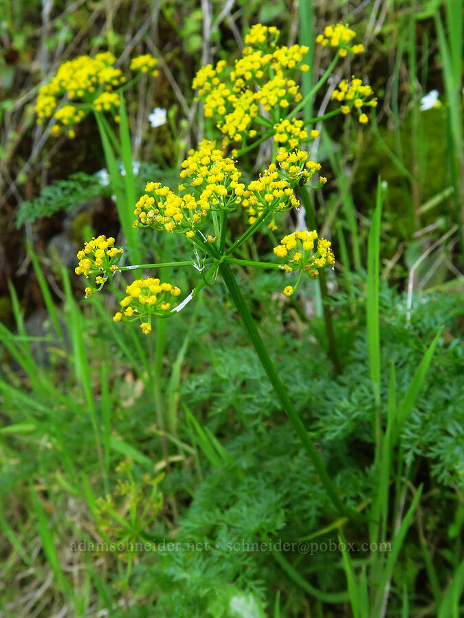 Hall's desert parsley (Lomatium hallii) [North Bank Road, Douglas County, Oregon]