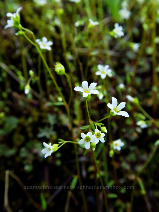 Nuttall's saxifrage (Cascadia nuttallii (Saxifraga nuttallii)) [North Bank Road, Douglas County, Oregon]