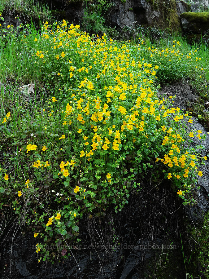 seep monkeyflower (which?) (Erythranthe sp. (Mimulus sp.)) [North Bank Road, Douglas County, Oregon]