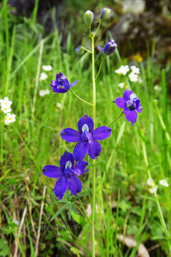 Menzies' larkspur (Delphinium menziesii) [North Bank Road, Douglas County, Oregon]