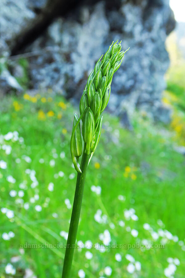 Leichtlin's camas, budding (Camassia leichtlinii ssp. leichtlinii) [North Bank Road, Douglas County, Oregon]