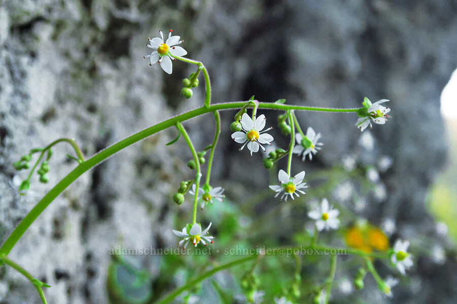 Mertens' saxifrage (Saxifraga mertensiana) [North Bank Road, Douglas County, Oregon]