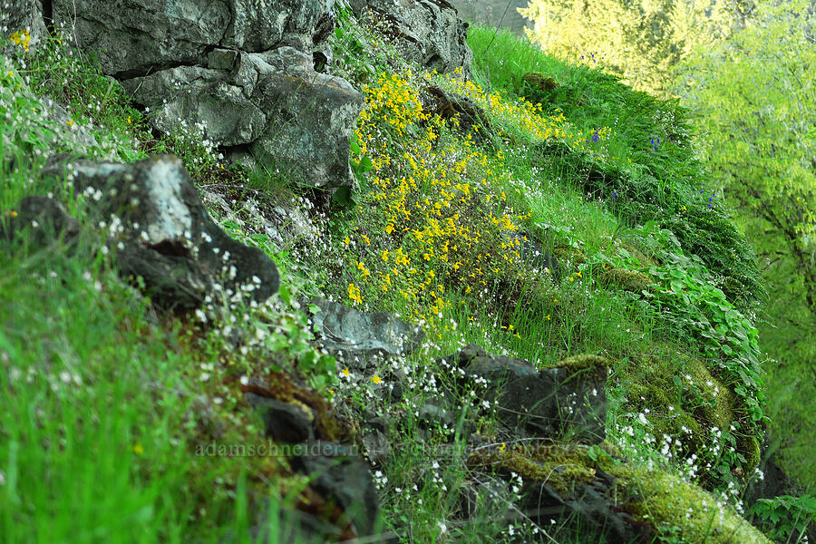 wildflowers on a wet cliff [North Bank Road, Douglas County, Oregon]