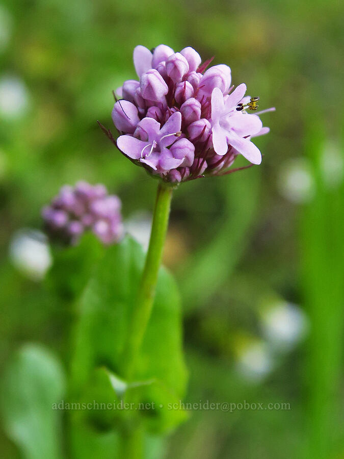 rosy plectritis (Plectritis congesta) [North Bank Road, Douglas County, Oregon]