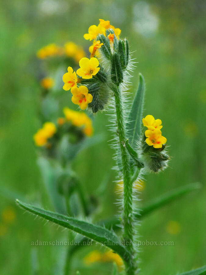 fiddleneck (Amsinckia sp.) [North Bank Road, Douglas County, Oregon]