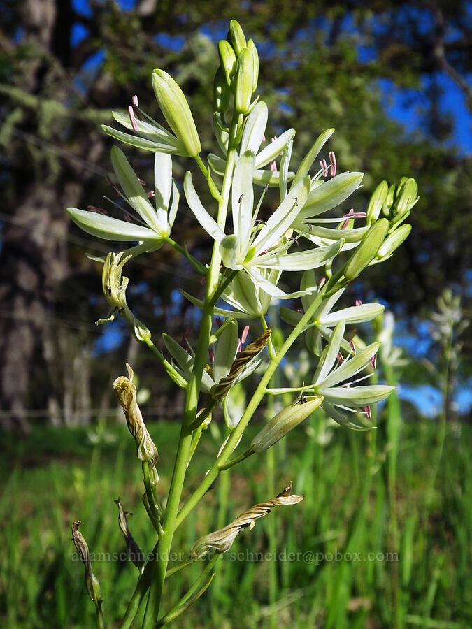 Leichtlin's camas (Camassia leichtlinii ssp. leichtlinii) [North Bank Road, Douglas County, Oregon]