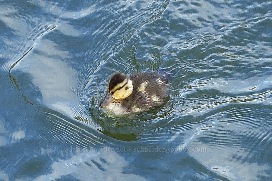 baby mallard duck (Anas platyrhynchos) [Oso Flaco Lake, San Luis Obispo County, California]