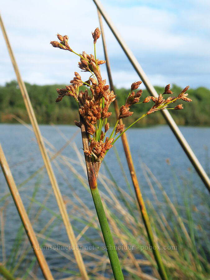 California bulrush flowers (Schoenoplectus californicus) [Oso Flaco Lake, San Luis Obispo County, California]