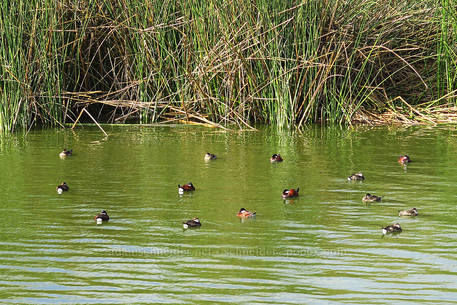 ruddy ducks (Oxyura jamaicensis) [Oso Flaco Lake, San Luis Obispo County, California]