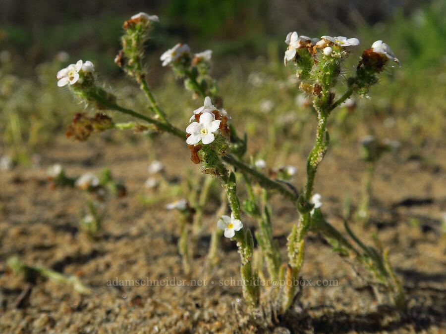 bristly cryptantha (Cryptantha hispidissima (Cryptantha clevelandii var. hispidissima)) [Oceano Dunes, San Luis Obispo County, California]