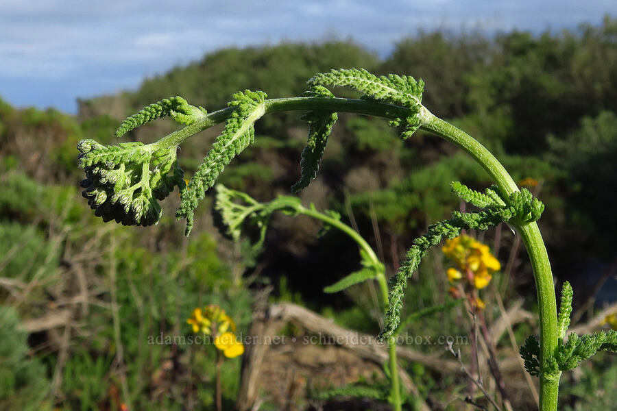 yarrow, budding (Achillea millefolium) [Oceano Dunes, San Luis Obispo County, California]