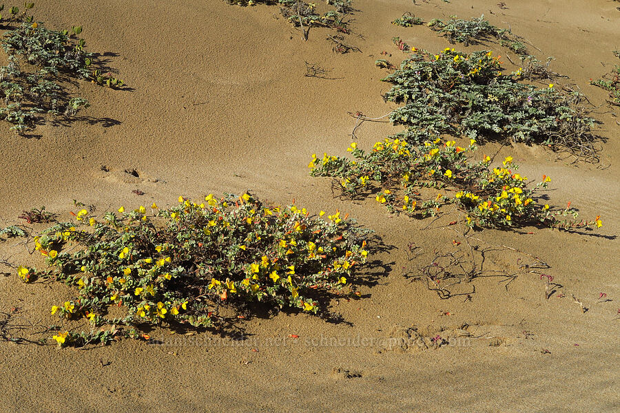 beach sun-cups (Camissoniopsis cheiranthifolia (Camissonia cheiranthifolia)) [Oceano Dunes, San Luis Obispo County, California]