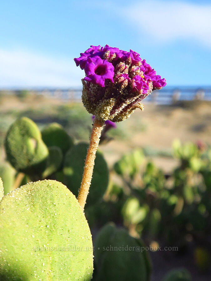 red sand-verbena (Abronia maritima) [Oceano Dunes, San Luis Obispo County, California]