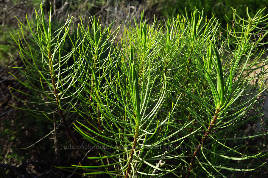 dune ragwort leaves (Senecio blochmaniae) [Oceano Dunes, San Luis Obispo County, California]