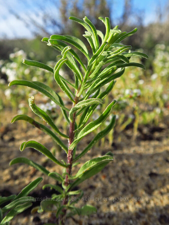 Blochman's leafy fleabane leaves (Erigeron blochmaniae) [Oceano Dunes, San Luis Obispo County, California]