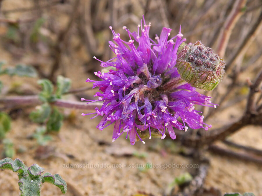 crisp/curly-leaf monardella (Monardella undulata ssp. crispa) [Oceano Dunes, San Luis Obispo County, California]