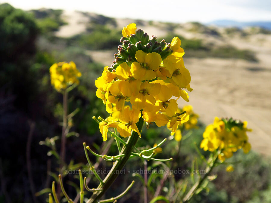 dune wallflower (Erysimum suffrutescens) [Oceano Dunes, San Luis Obispo County, California]