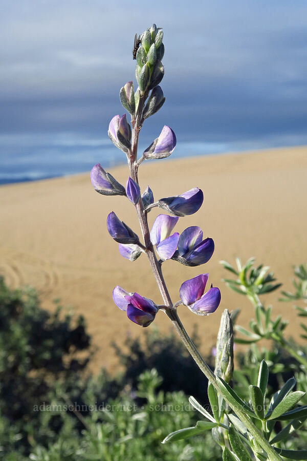 dune bush lupine (Lupinus chamissonis) [Oceano Dunes, San Luis Obispo County, California]