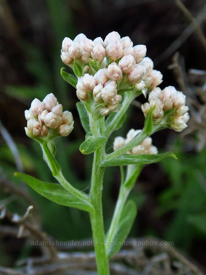 California cudweed (Pseudognaphalium californicum) [Oceano Dunes, San Luis Obispo County, California]