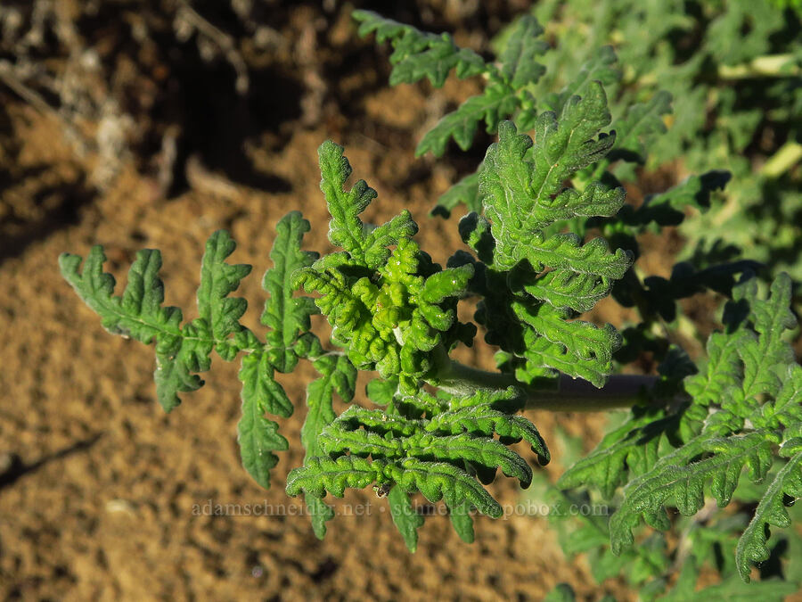 branching phacelia leaves (Phacelia ramosissima) [Oceano Dunes, San Luis Obispo County, California]