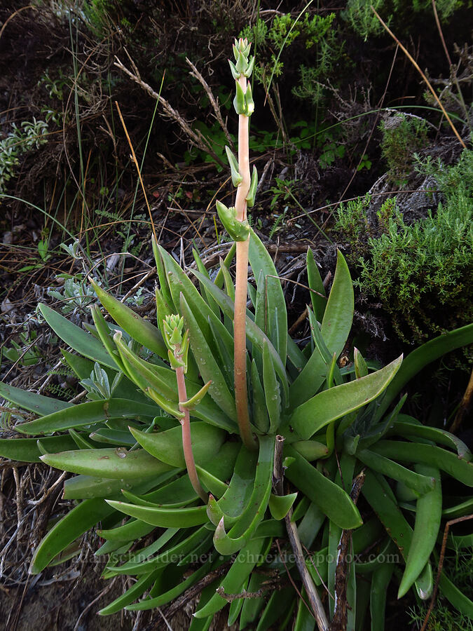 live-forever (which?) (Dudleya sp.) [Oceano Dunes, San Luis Obispo County, California]