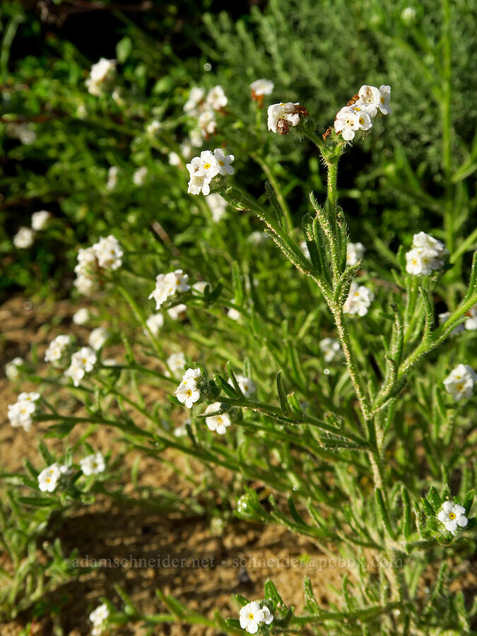 bristly cryptantha (Cryptantha hispidissima (Cryptantha clevelandii var. hispidissima)) [Oceano Dunes, San Luis Obispo County, California]