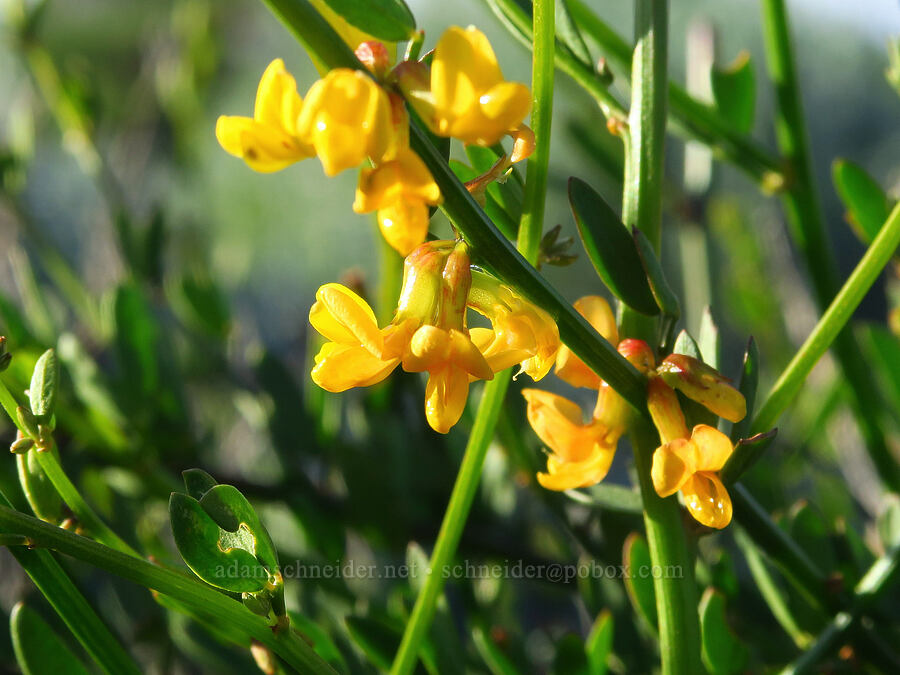 California broom (deer-weed) (Acmispon glaber (Lotus scoparius)) [Oceano Dunes, San Luis Obispo County, California]