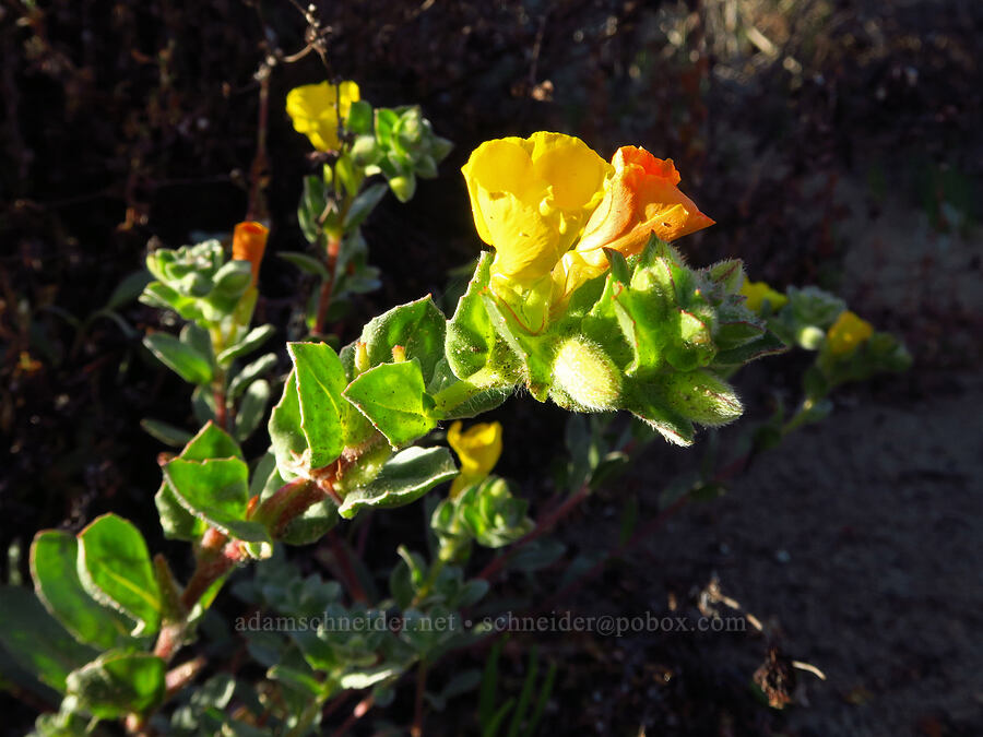 beach sun-cups (Camissoniopsis cheiranthifolia (Camissonia cheiranthifolia)) [Oceano Dunes, San Luis Obispo County, California]