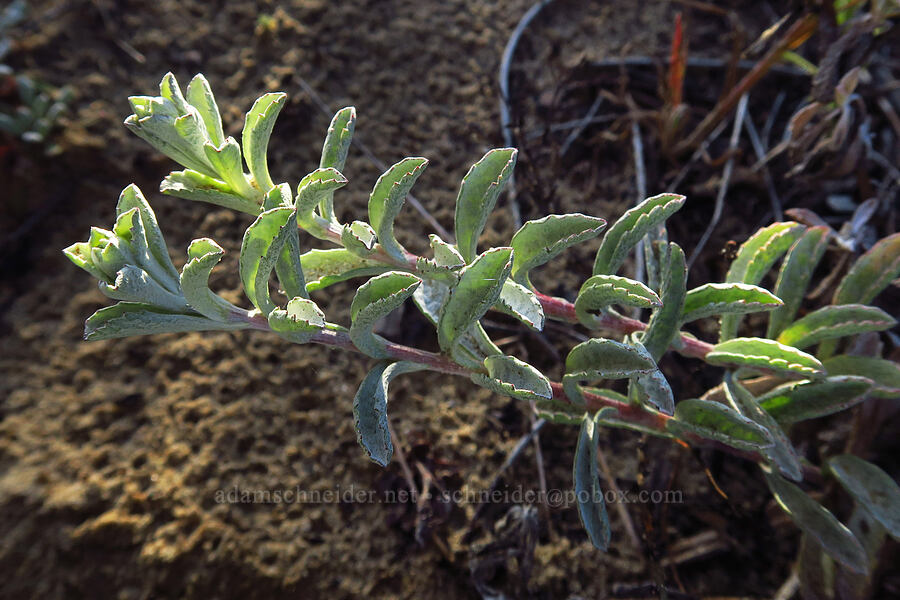 California sand-aster leaves (Corethrogyne filaginifolia var. californica (Lessingia filaginifolia)) [Oceano Dunes, San Luis Obispo County, California]