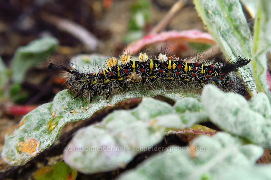 western tussock moth caterpillar on pussy-paws leaves (Orgyia vetusta, Calyptridium monandrum (Cistanthe monandra)) [Oceano Dunes, San Luis Obispo County, California]